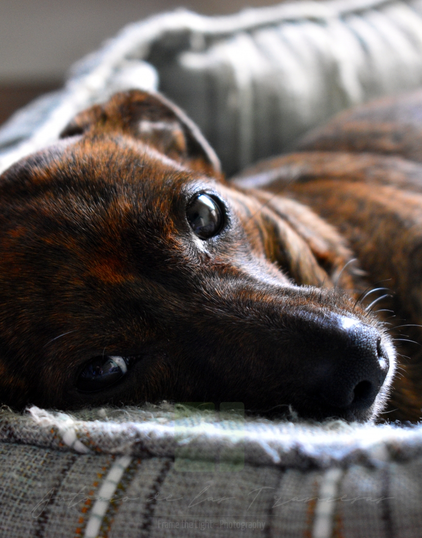 Dog in bed looking up front