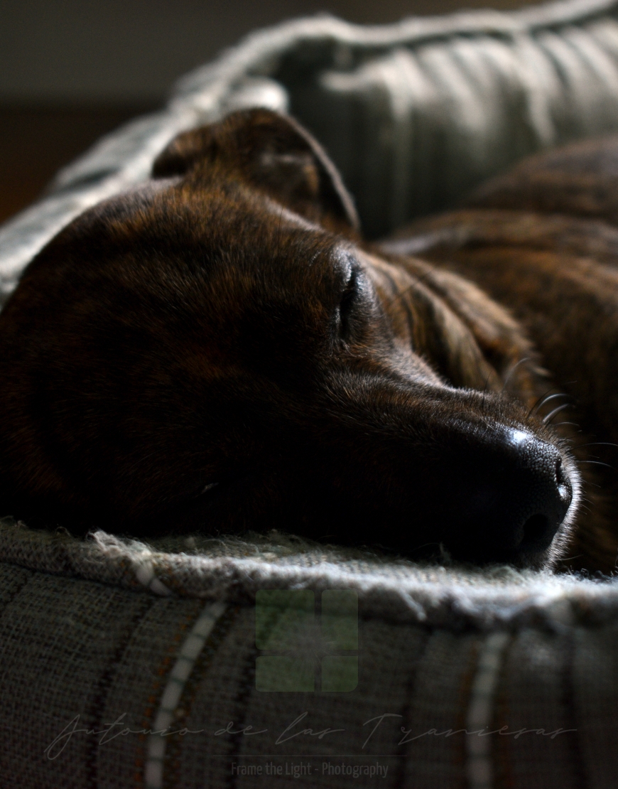 Brown dog sleeping in bed