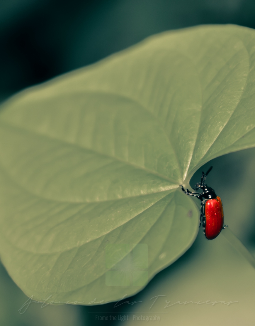 Red beetle on the edge of a big leaf