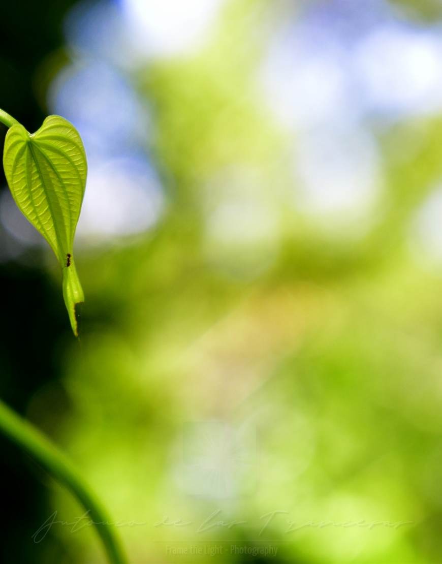 Small leaf with an ant