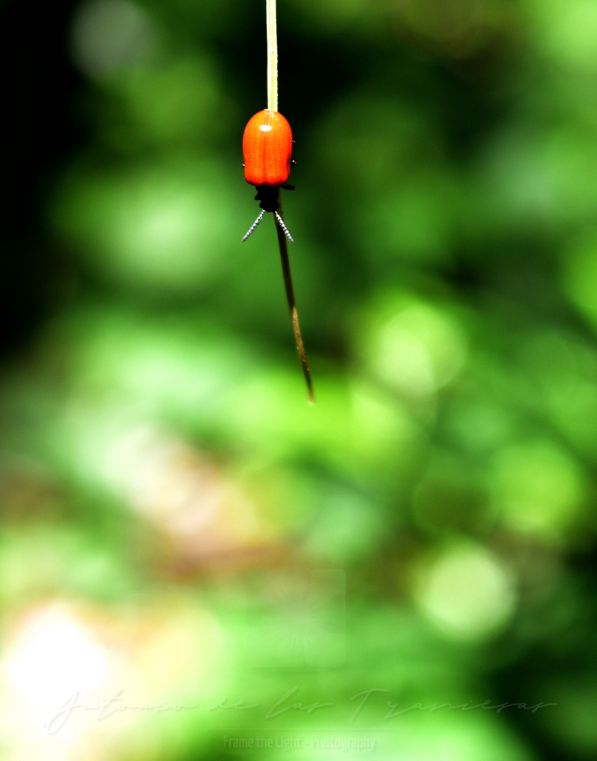 Red beetle walking down long leaf bright color