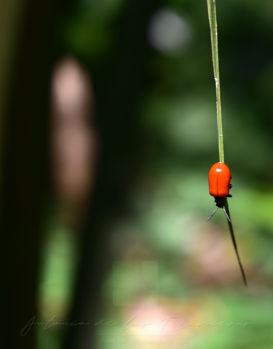 Red beetle walking down a long leaf