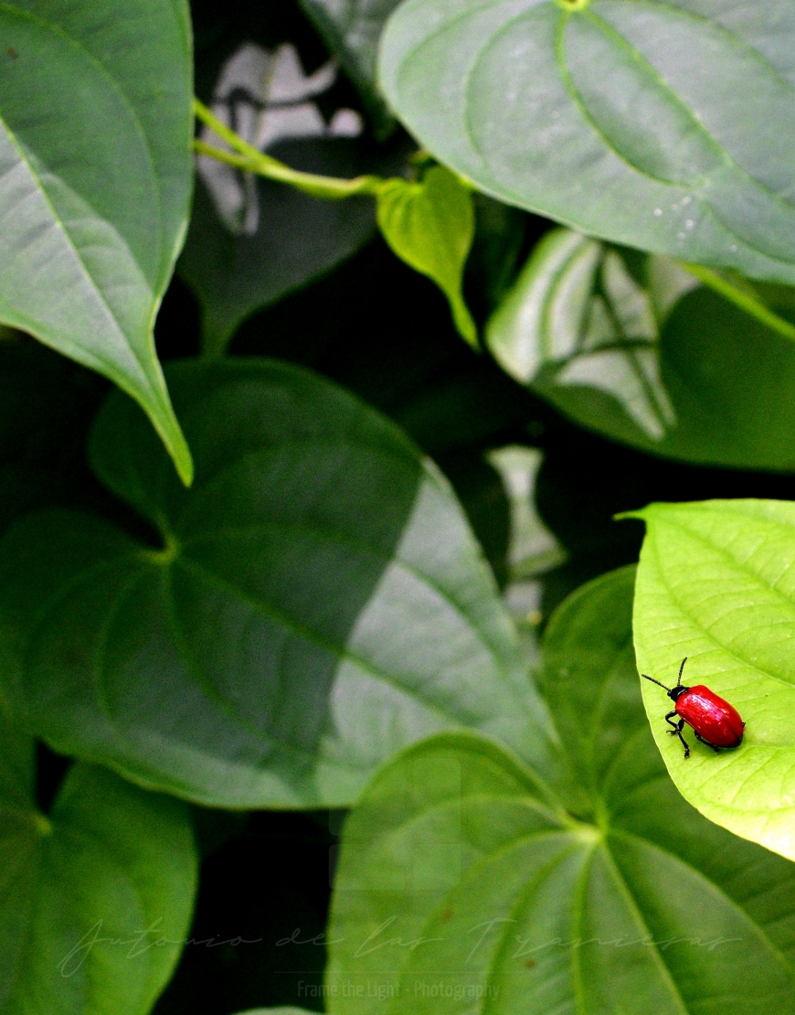 Small red beetle on a leaf