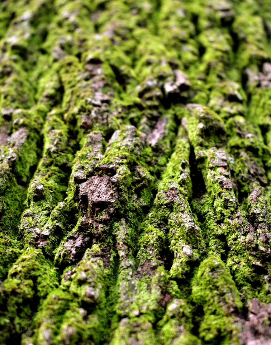 Texture of wood with moss growing on it