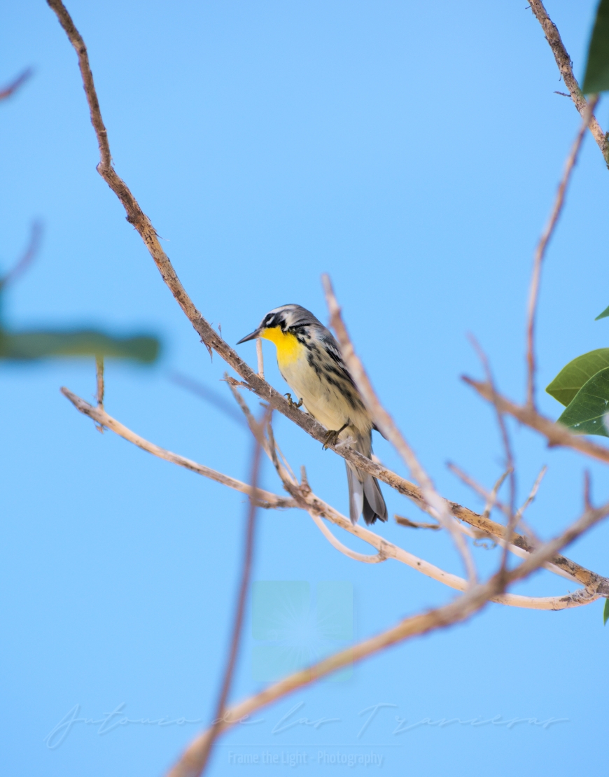 Little bird on a tree