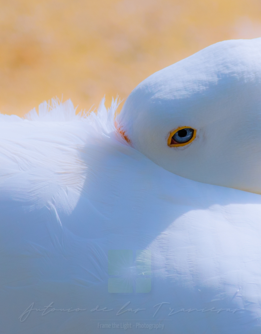 White goose looking at you