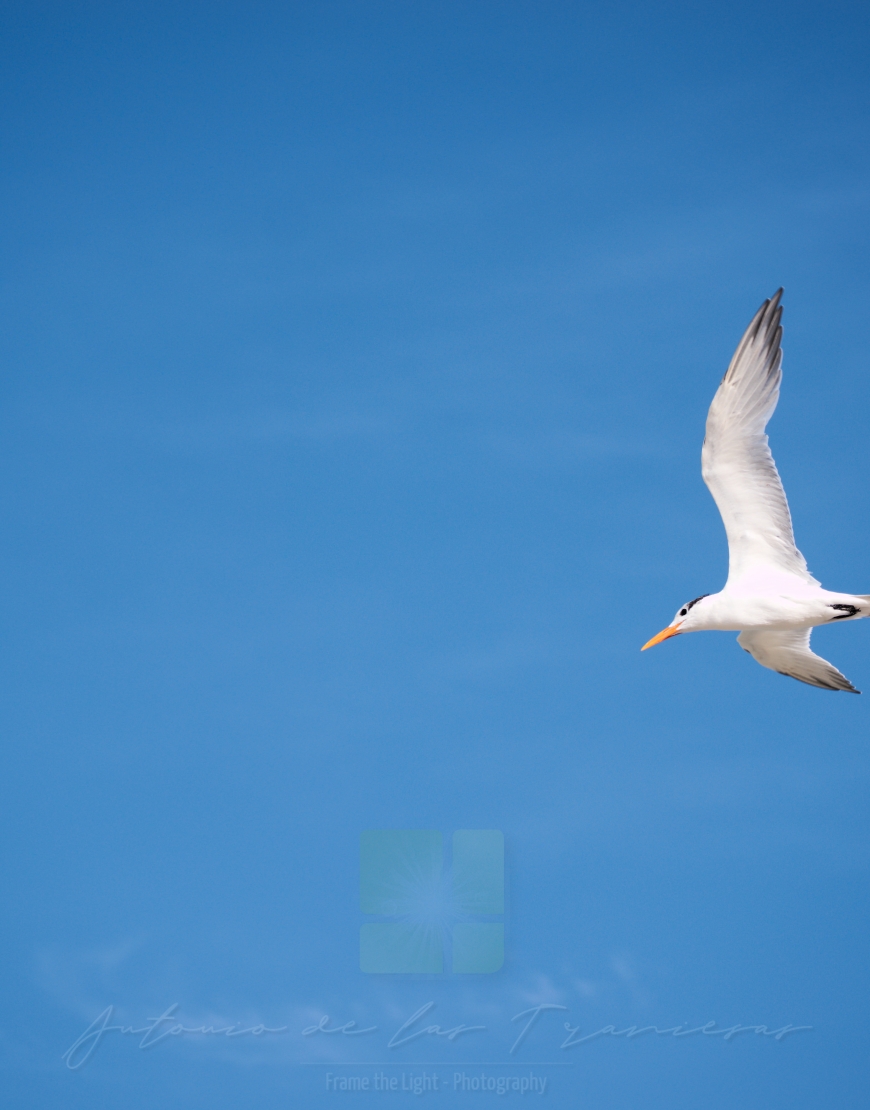 White seagull on blue sky