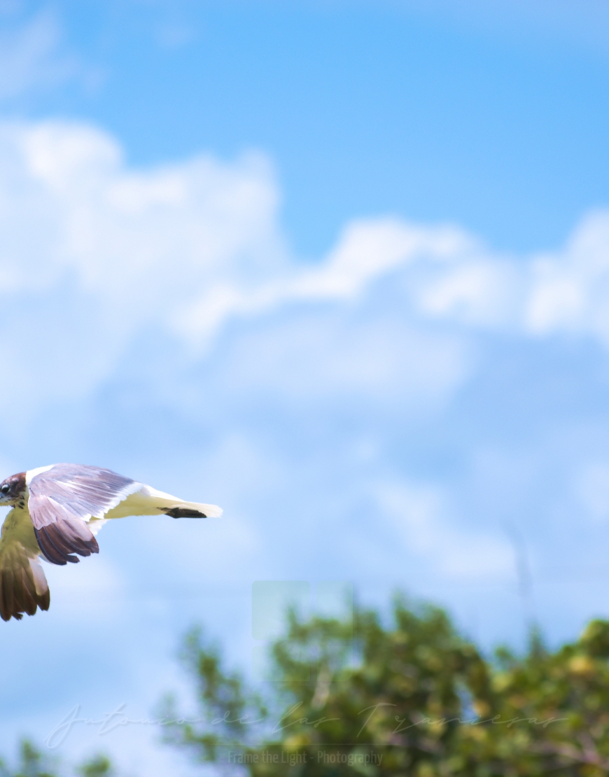 Seagull flying