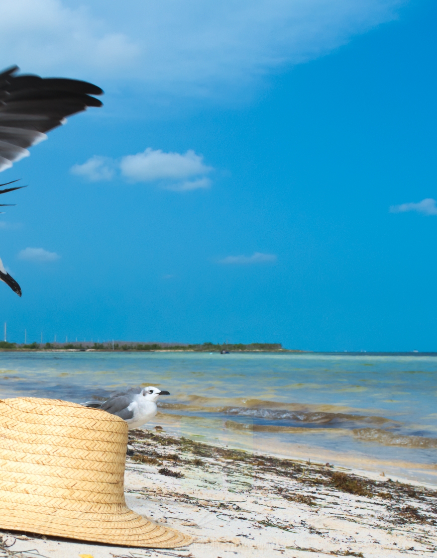 A seagull landing on a hat