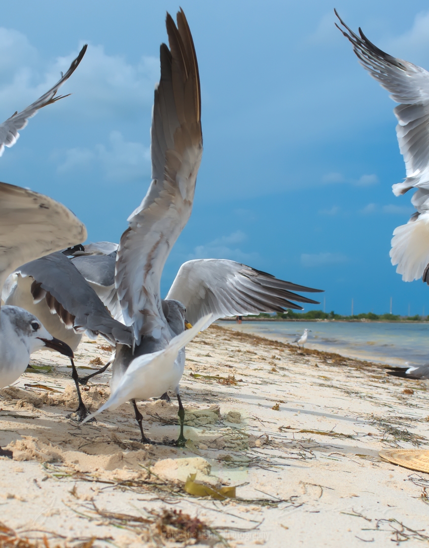 Seagulls about to fly