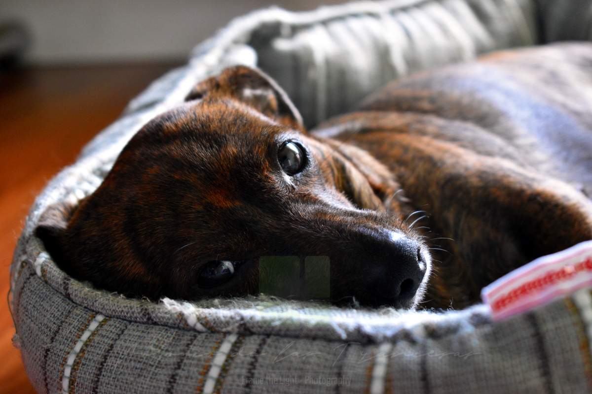 Dog in bed looking up front