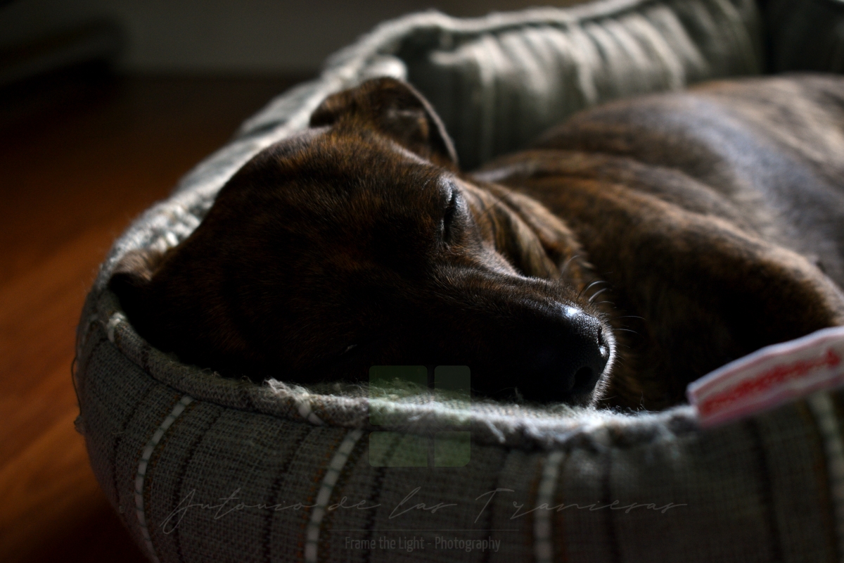 Brown dog sleeping in bed