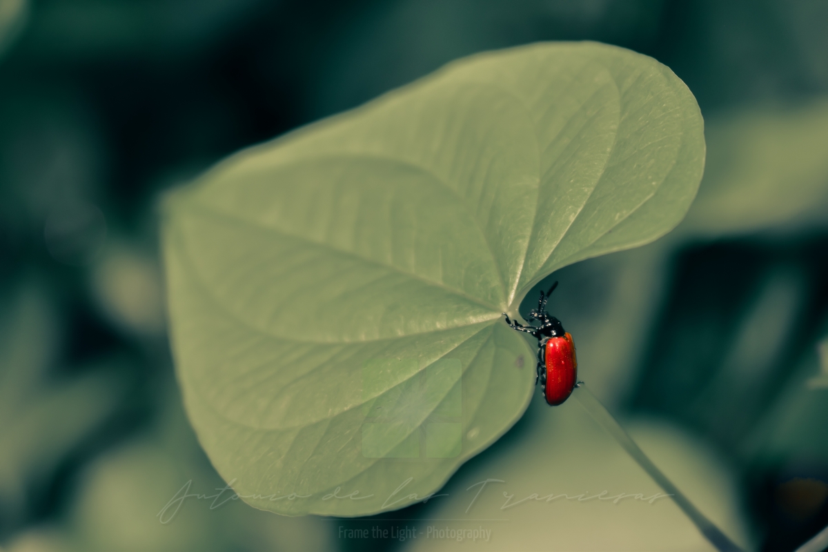 Red beetle on the edge of a big leaf