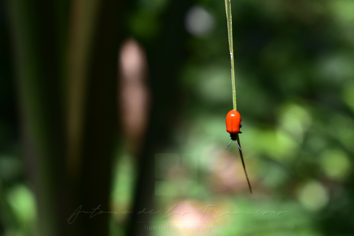 Red beetle walking down a long leaf