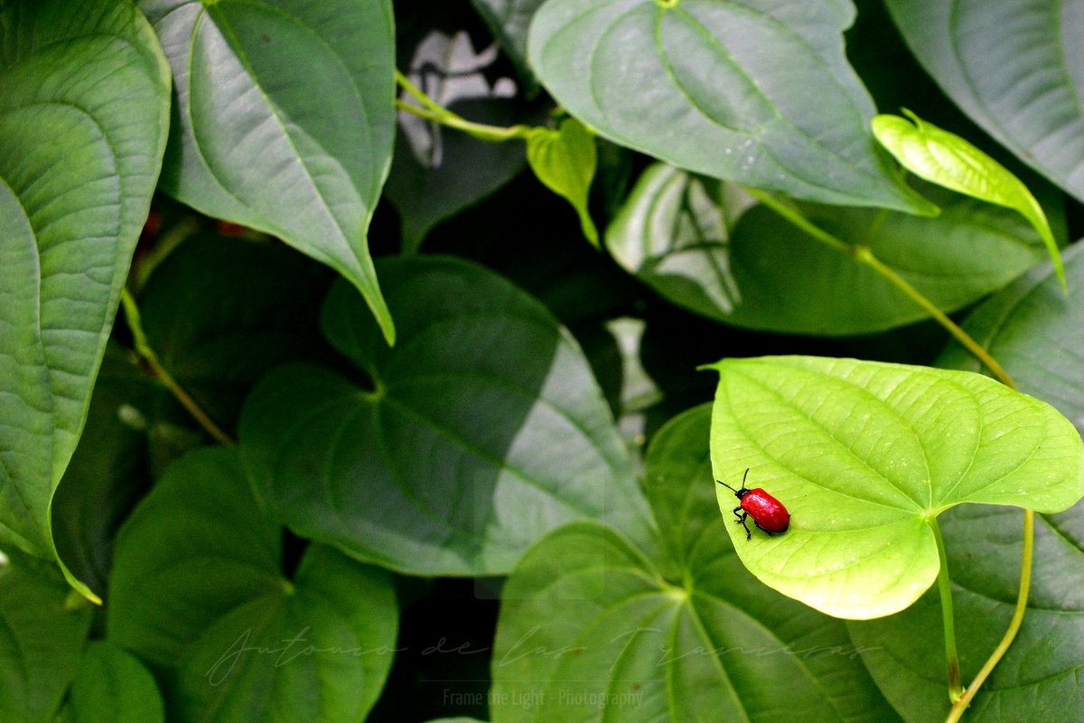 Small red beetle on a leaf