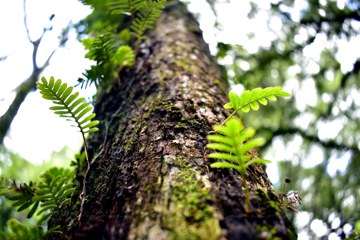 Tree with small plants growing on it