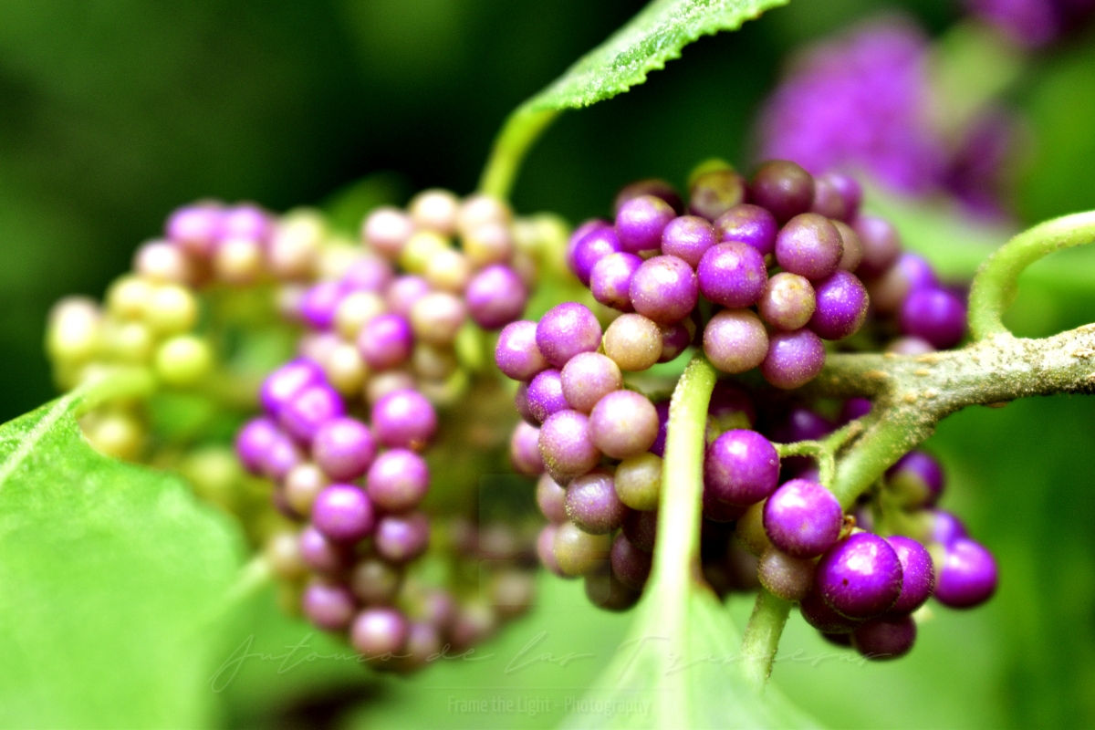 Green and purple berries