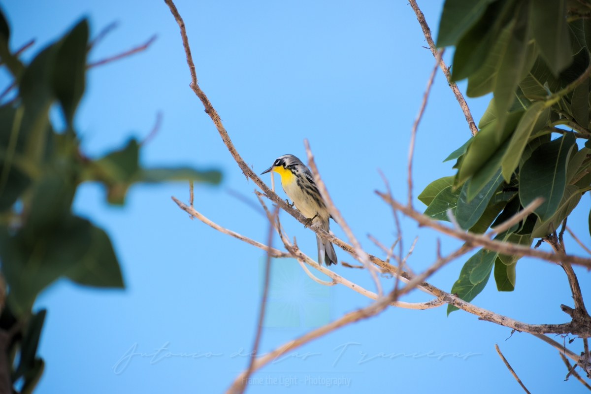 Little bird on a tree