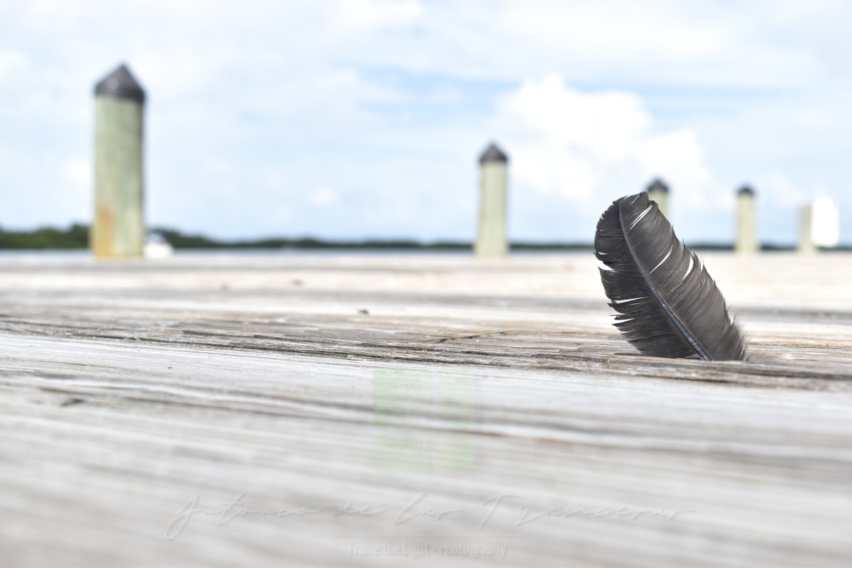 A Feather on the pier