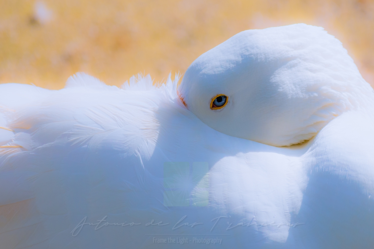 White goose looking at you