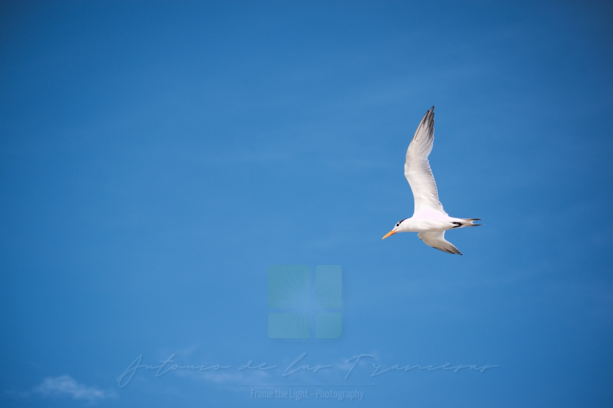 White seagull on blue sky