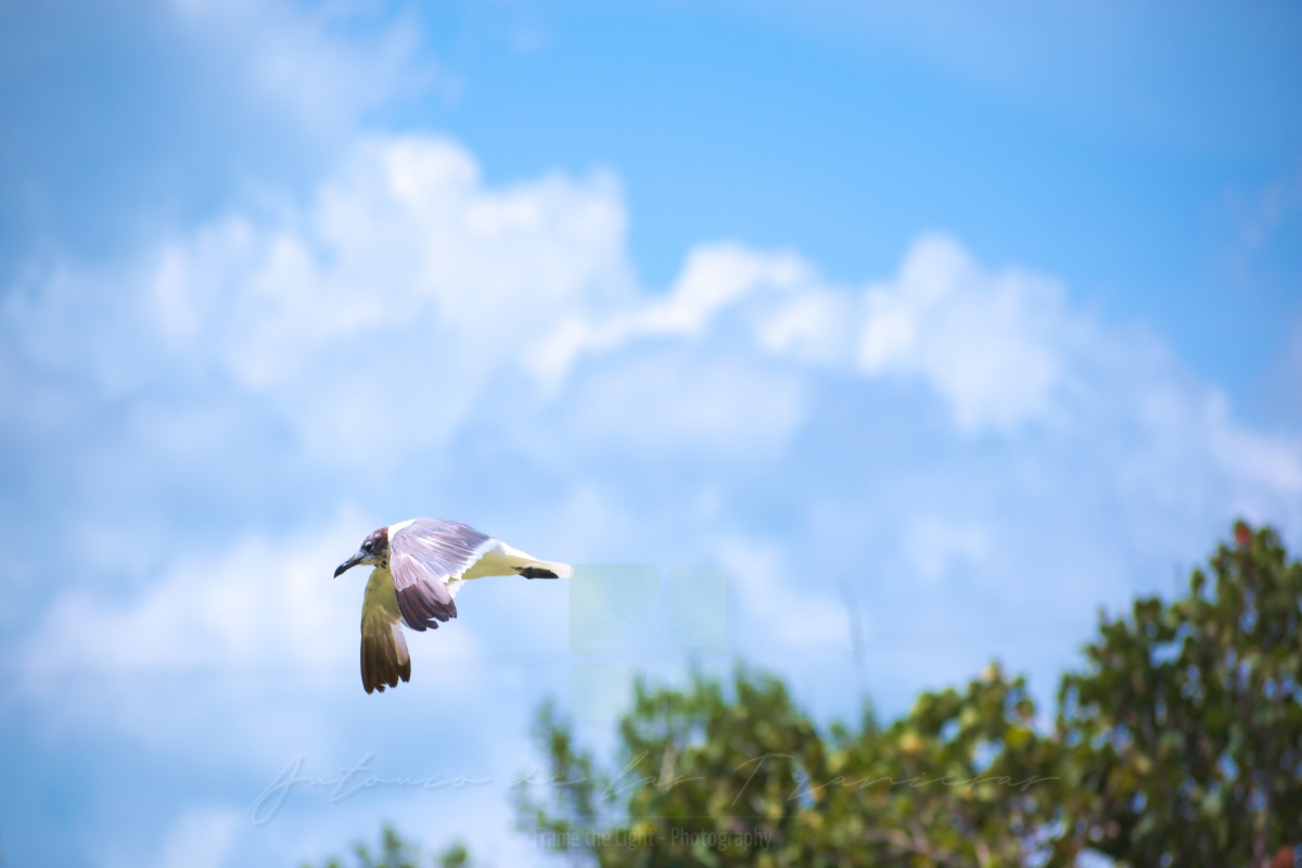 Seagull flying