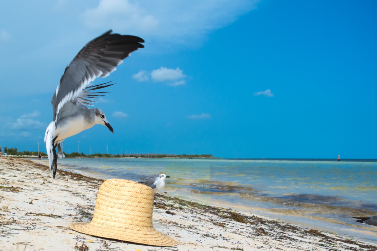 A seagull landing on a hat