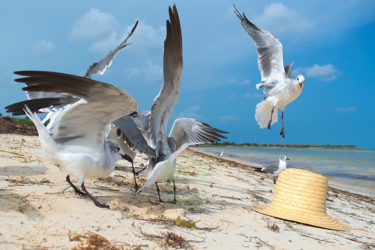 Seagulls about to fly