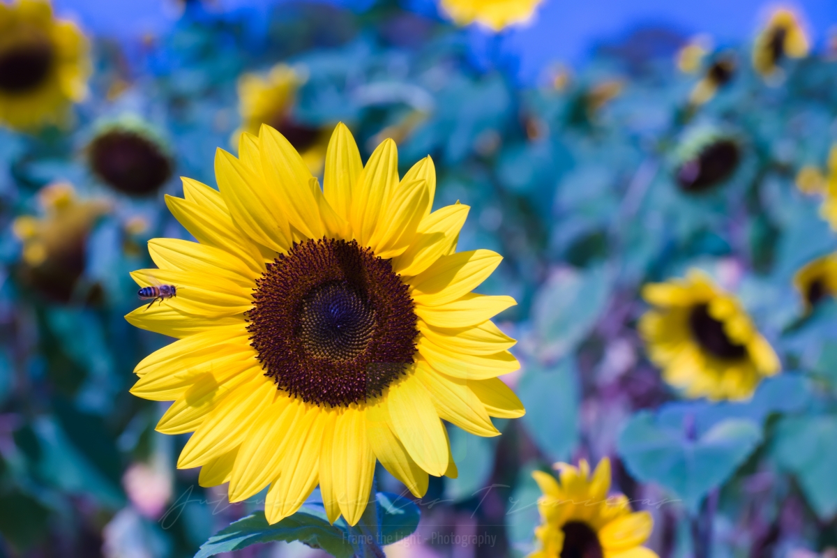 Bee and Sunflower